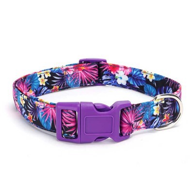 Collar de gos amb sivella de colors